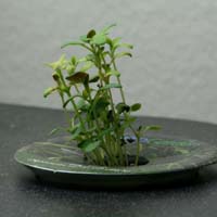 thyme sprout thumbnail